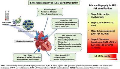 Role of standard echocardiography in Anderson–Fabry disease